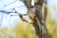 Fan-tailed Cuckoo