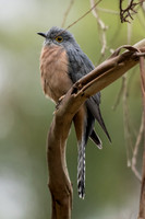 Fan-tailed Cuckoo