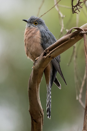 Fan-tailed Cuckoo
