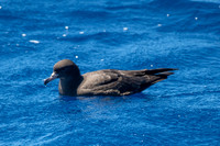 Wedge-tailed Shearwater