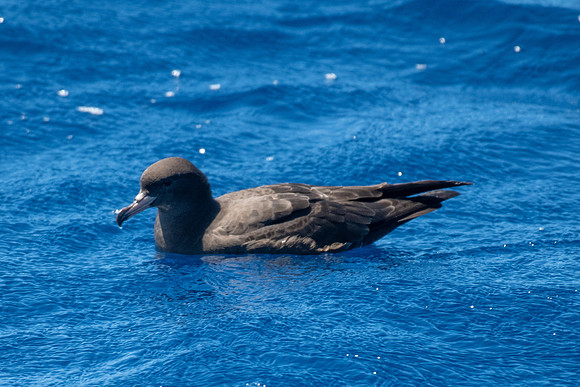 Wedge-tailed Shearwater