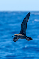 Wedge-tailed Shearwater