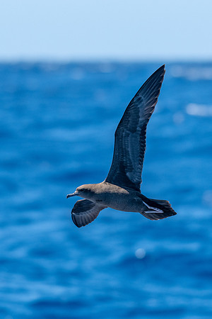 Wedge-tailed Shearwater