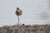 Black-tailed Godwit