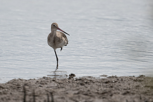 Black-tailed Godwit