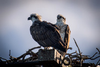 Eastern Osprey