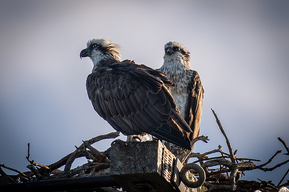 Eastern Osprey