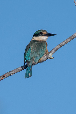 Sacred Kingfisher