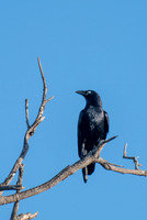 Torresian Crow