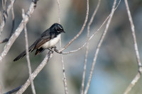 Willie Wagtail