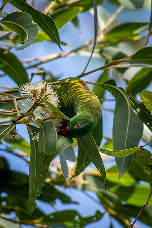 Scaly-breasted Lorikeet