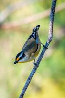 Striated Pardalote