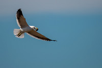 Kelp Gull