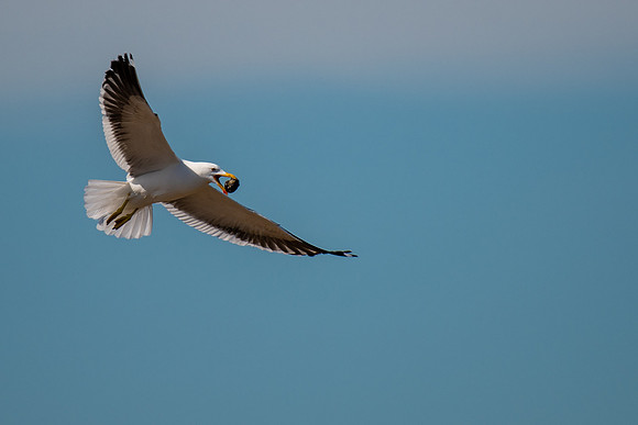 Kelp Gull