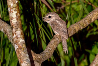 Marbled Frogmouth