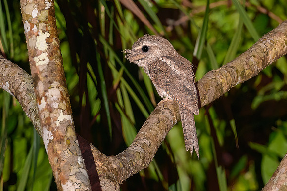 Marbled Frogmouth
