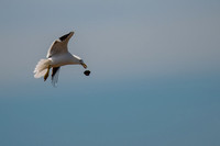 Kelp Gull