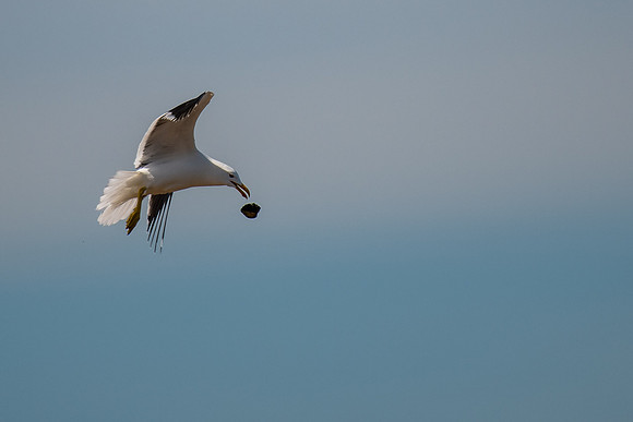 Kelp Gull