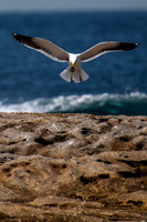 Kelp Gull