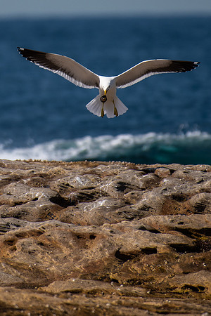 Kelp Gull