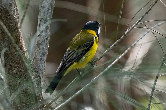 Golden Whistler