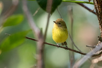 Yellow Thornbill