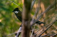 Eastern Whipbird