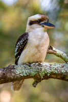 Laughing Kookaburra