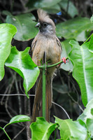 Speckled Mousebird
