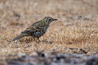 Bassian Thrush