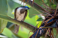 Blue-faced Honeyeater