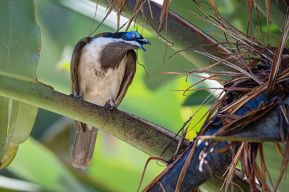 Blue-faced Honeyeater