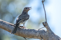 Australasian Figbird