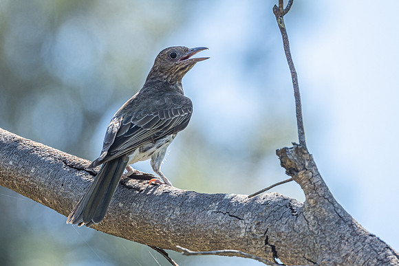 Australasian Figbird