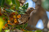 Australasian Figbird