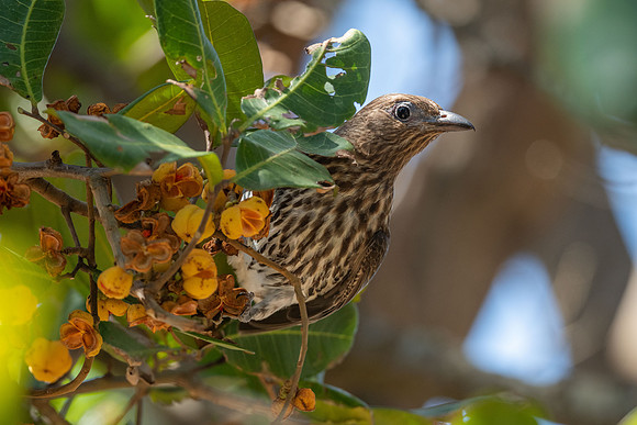 Australasian Figbird
