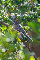 Bar-shouldered Dove