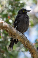 Pied Currawong