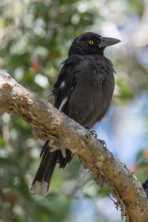 Pied Currawong