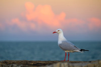 Silver Gull
