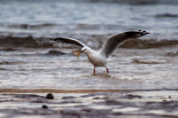 SIlver Gull