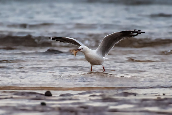 SIlver Gull