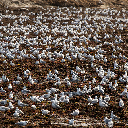 Silver Gull
