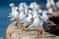 SIlver Gull