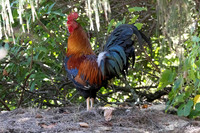 Red Junglefowl