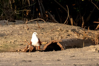 Brahminy Kite