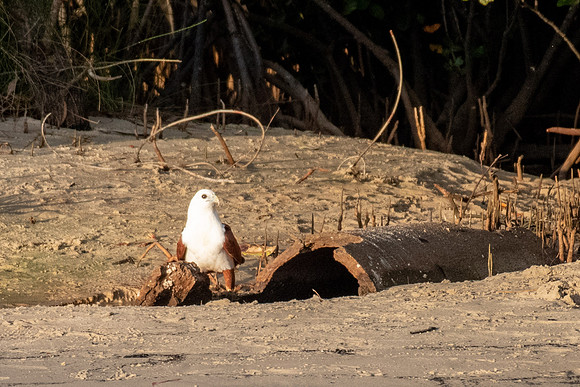 Brahminy Kite