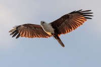 Brahminy Kite