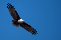 Brahminy Kite