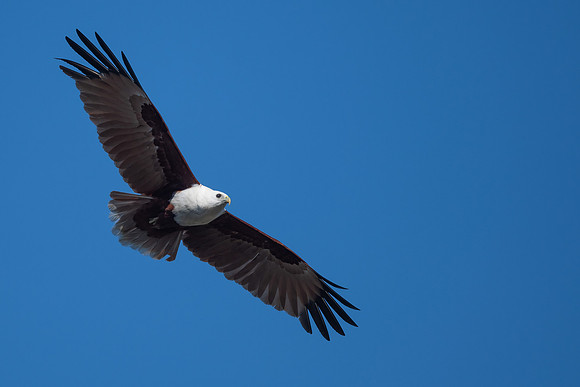 Brahminy Kite
